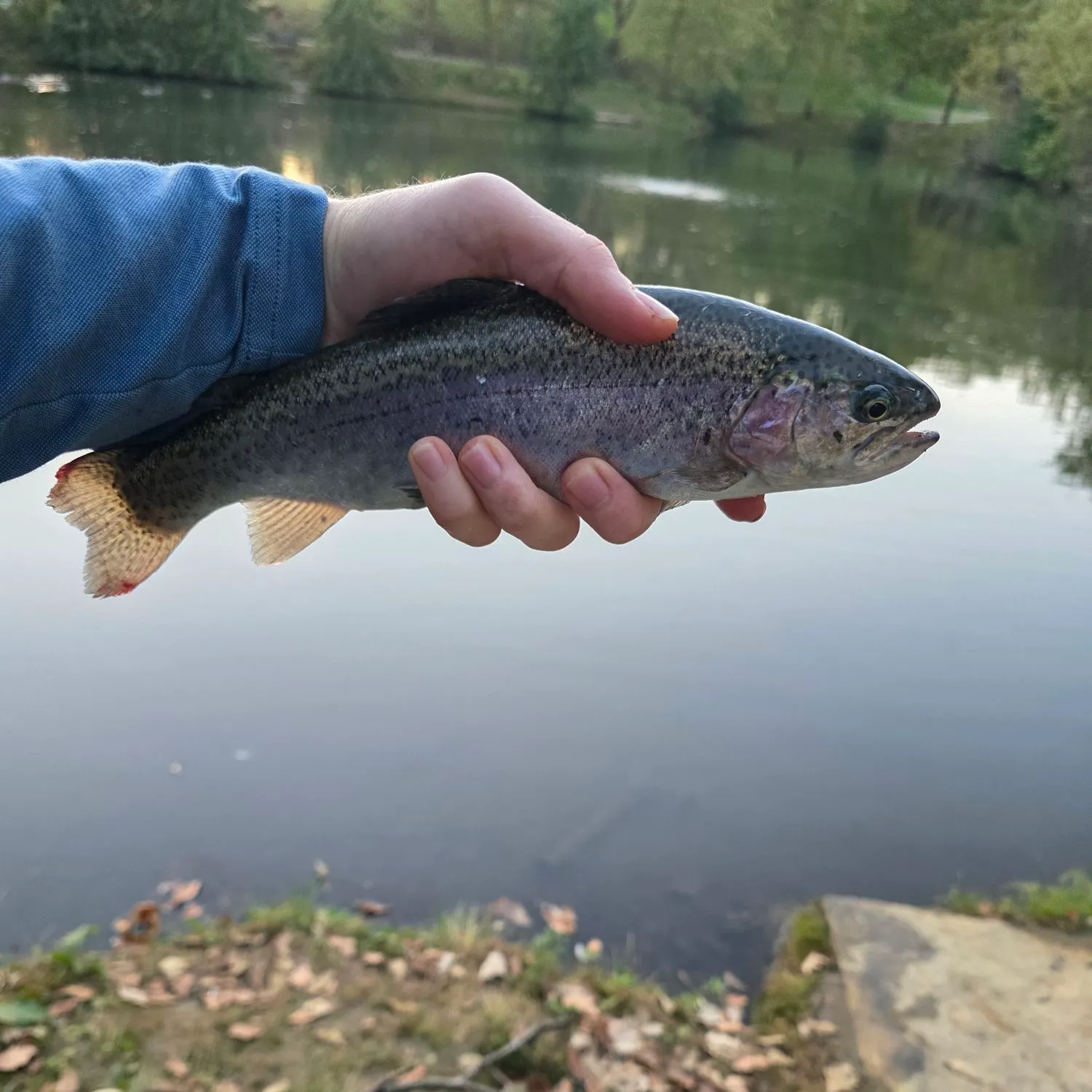 Rainbow trout caught on Fishbrain