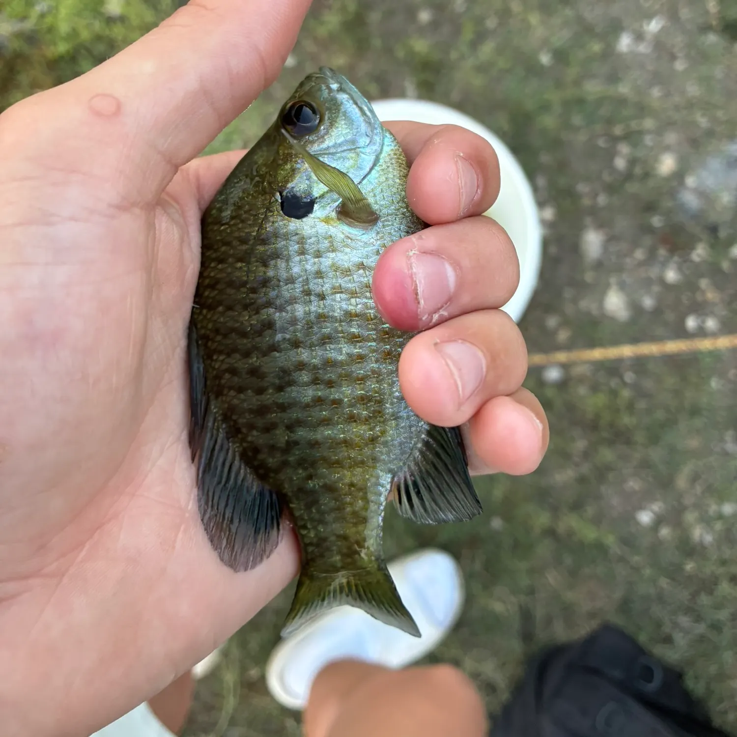 Bluegill caught on Fishbrain