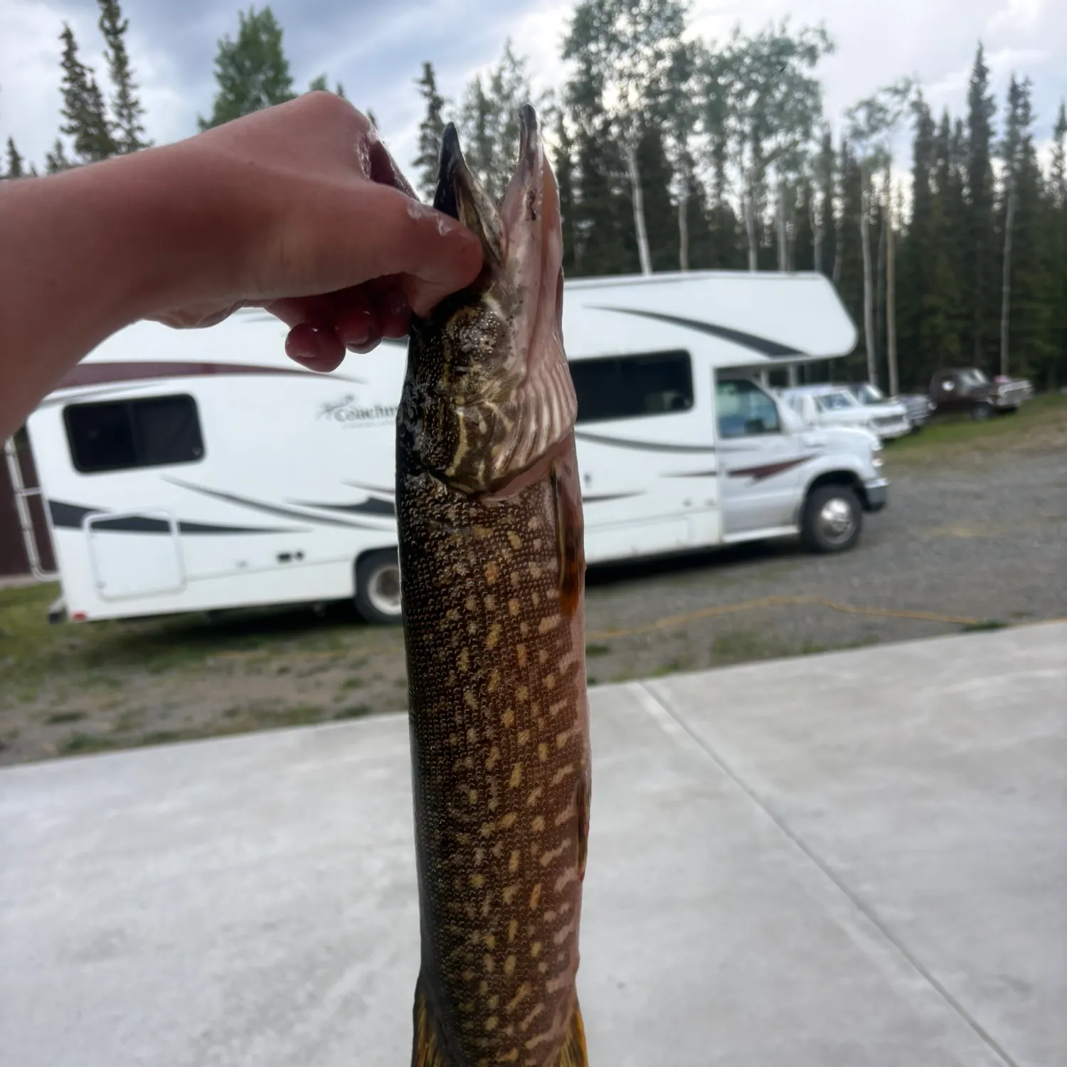 Northern pike caught on Fishbrain
