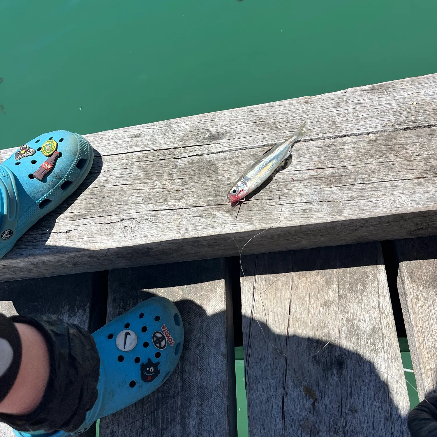 Western school sillago caught on Fishbrain