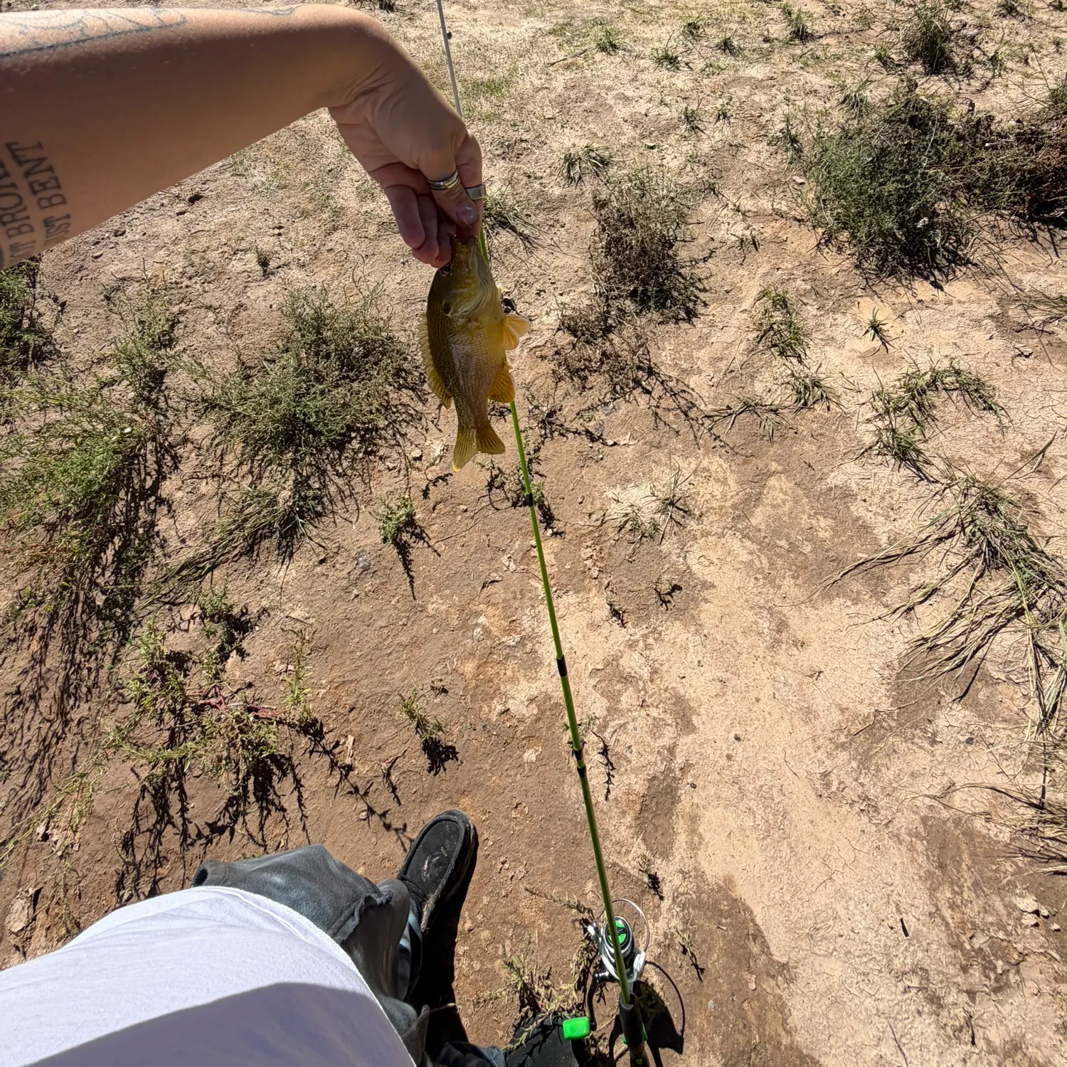 Green sunfish caught on Fishbrain