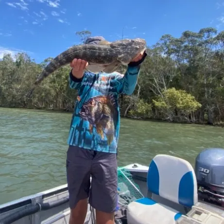 The most recent Dusky flathead catches on Fishbrain