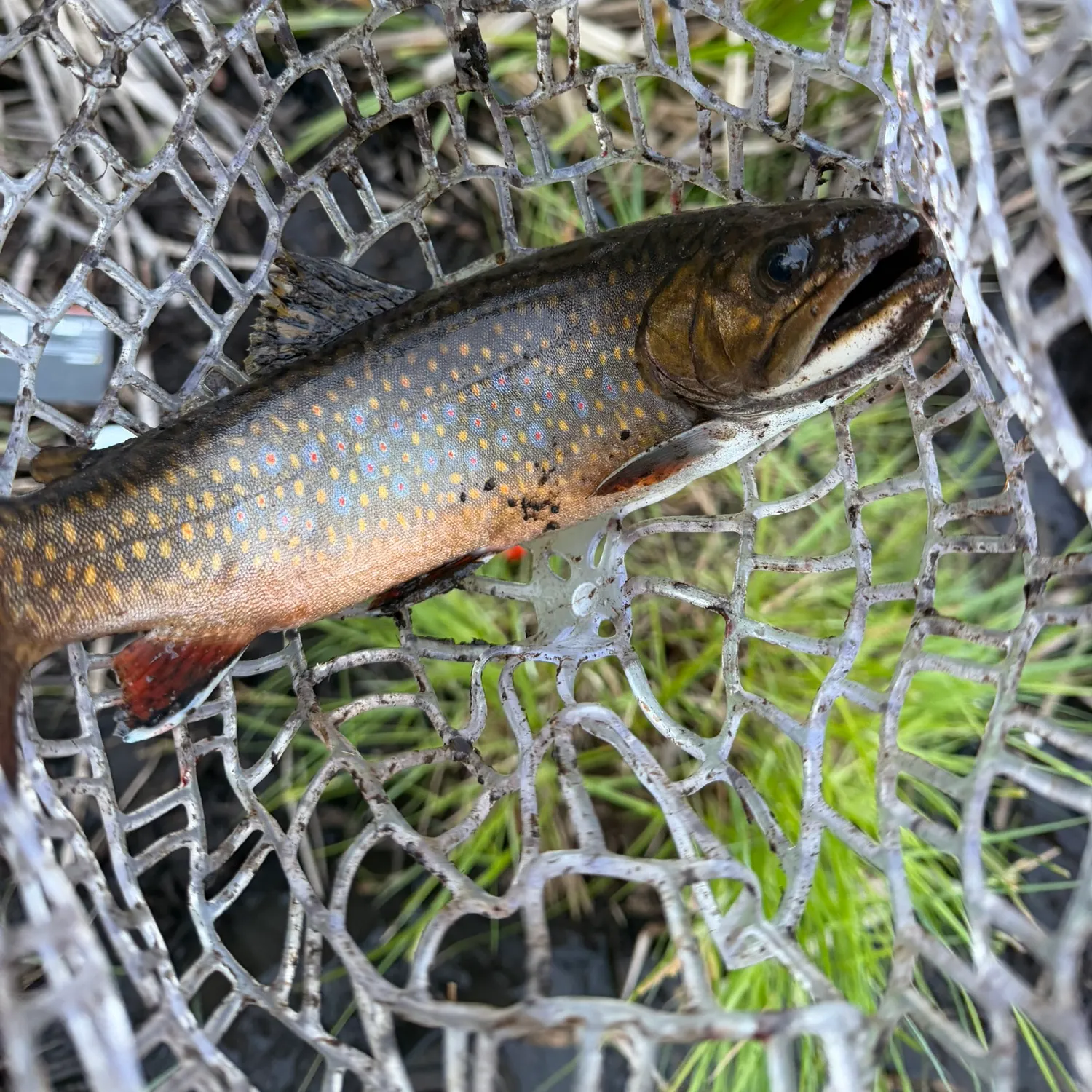 Brook trout caught on Fishbrain