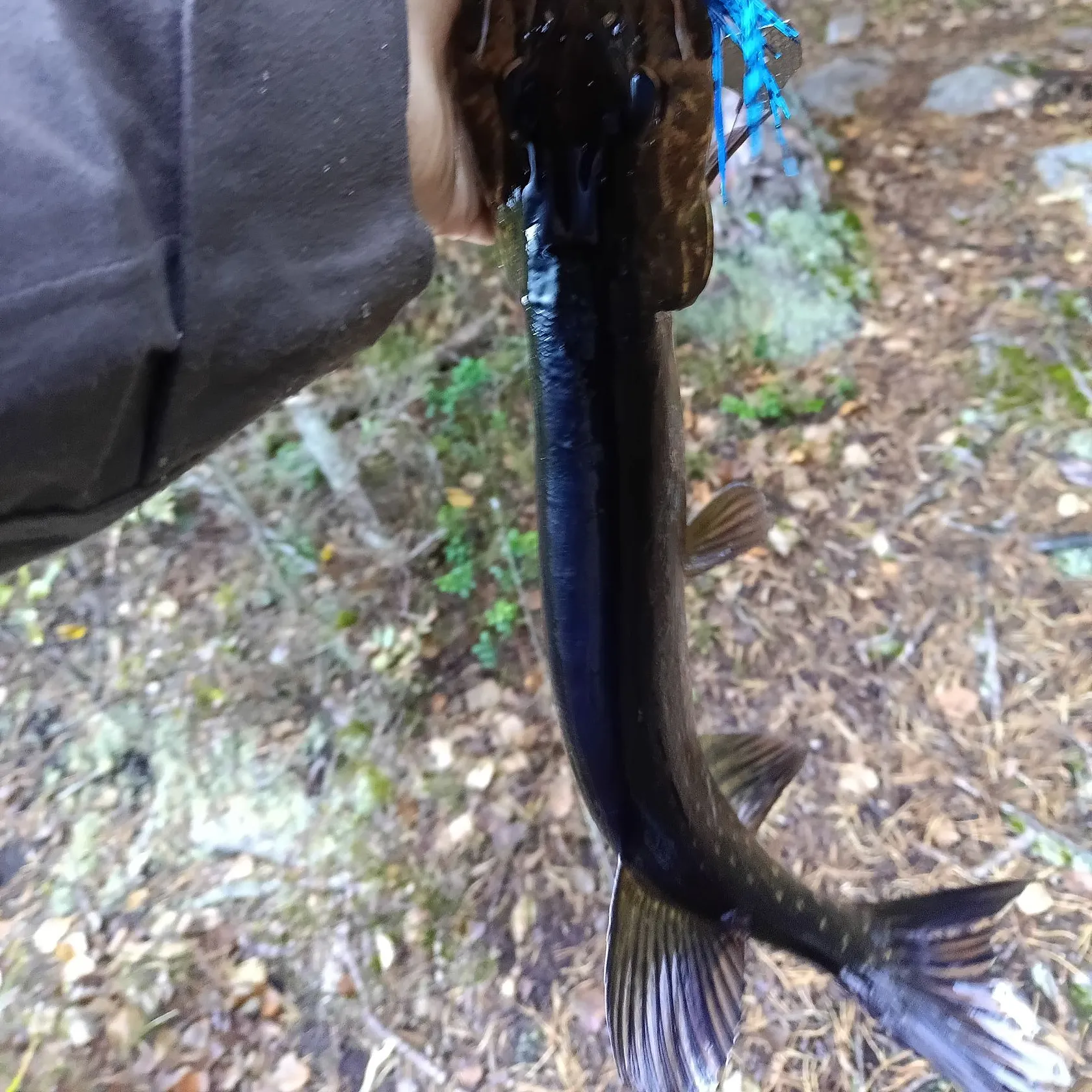 Northern pike caught on Fishbrain