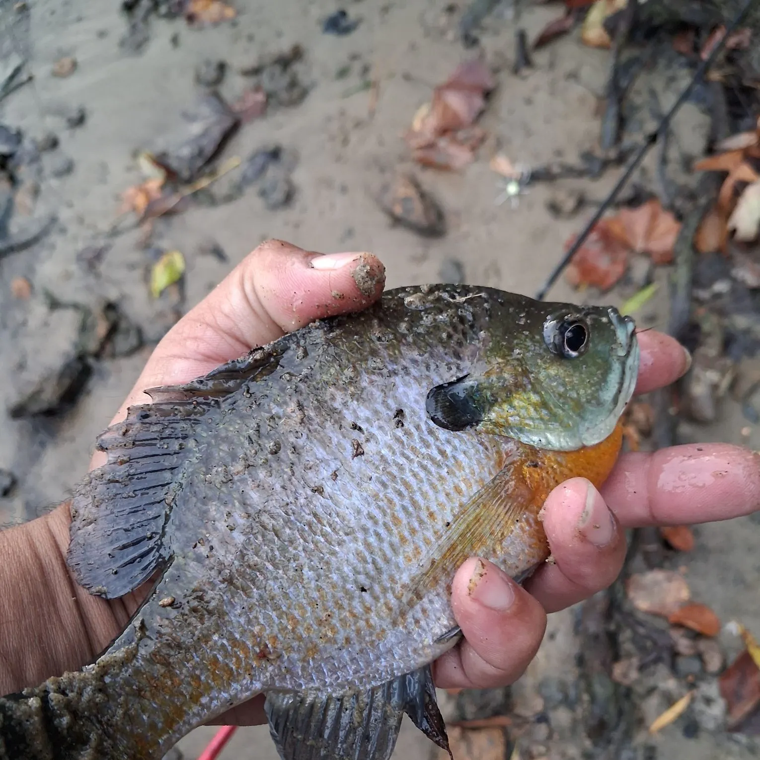 The most recent Longear sunfish catches on Fishbrain