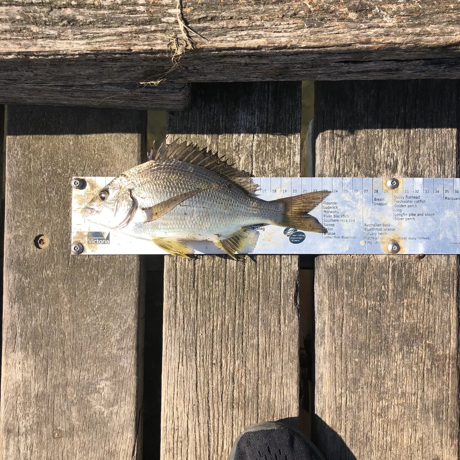recently logged catches