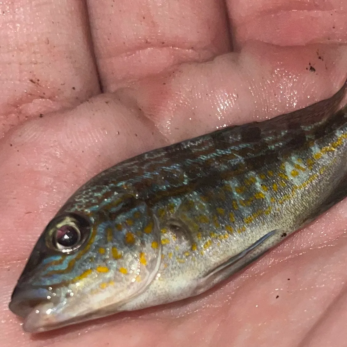 The most recent White grunt catches on Fishbrain