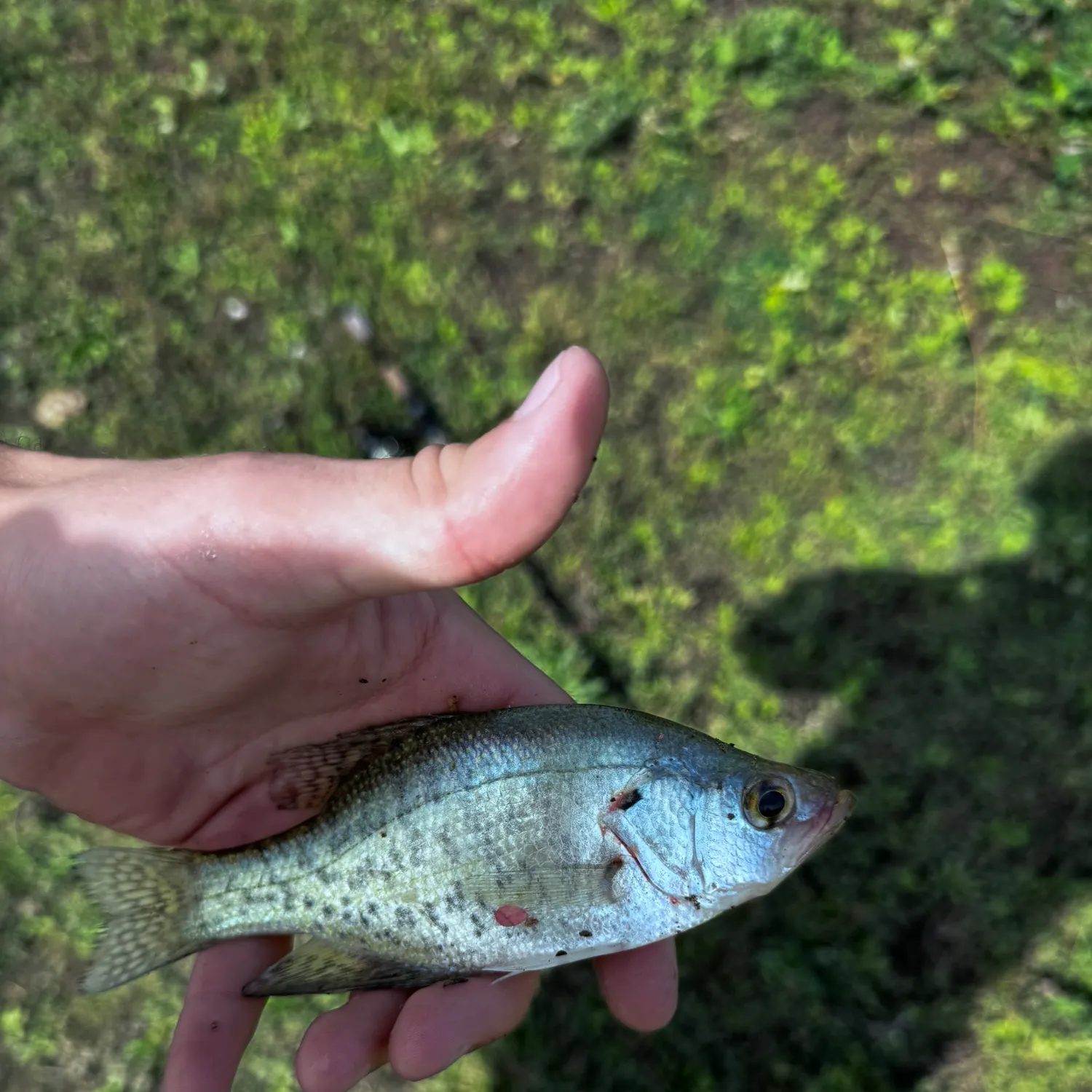 White crappie caught on Fishbrain