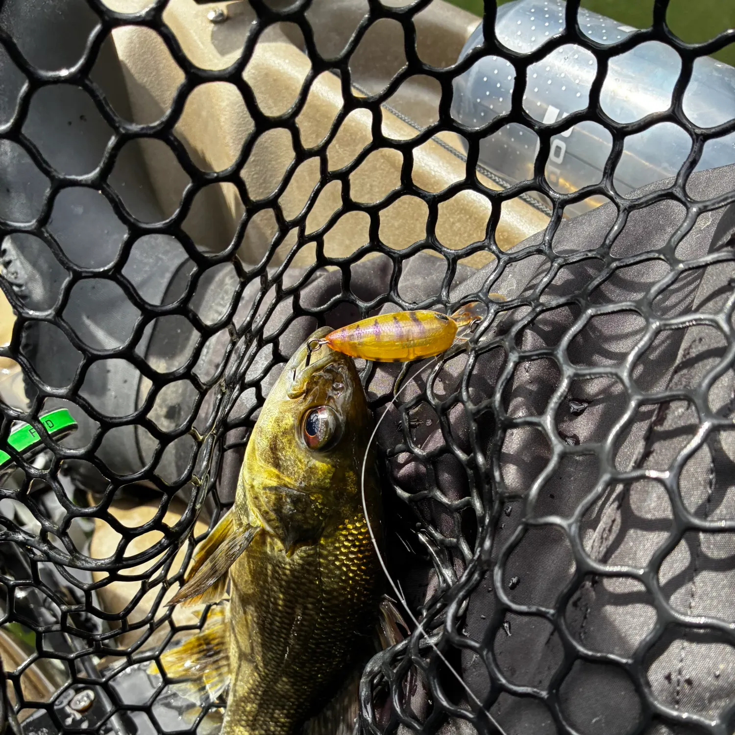 Australian bass caught on Fishbrain