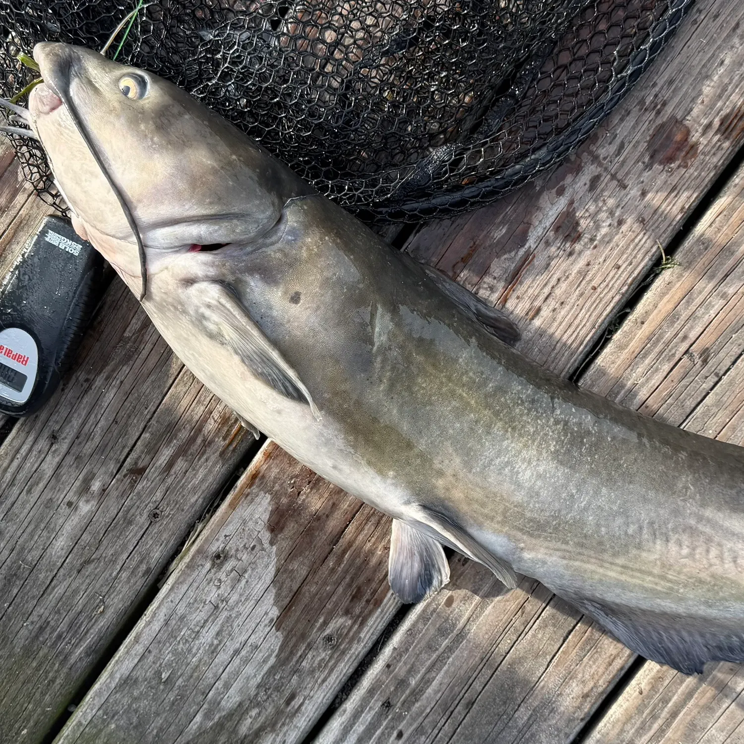 Channel catfish caught on Fishbrain