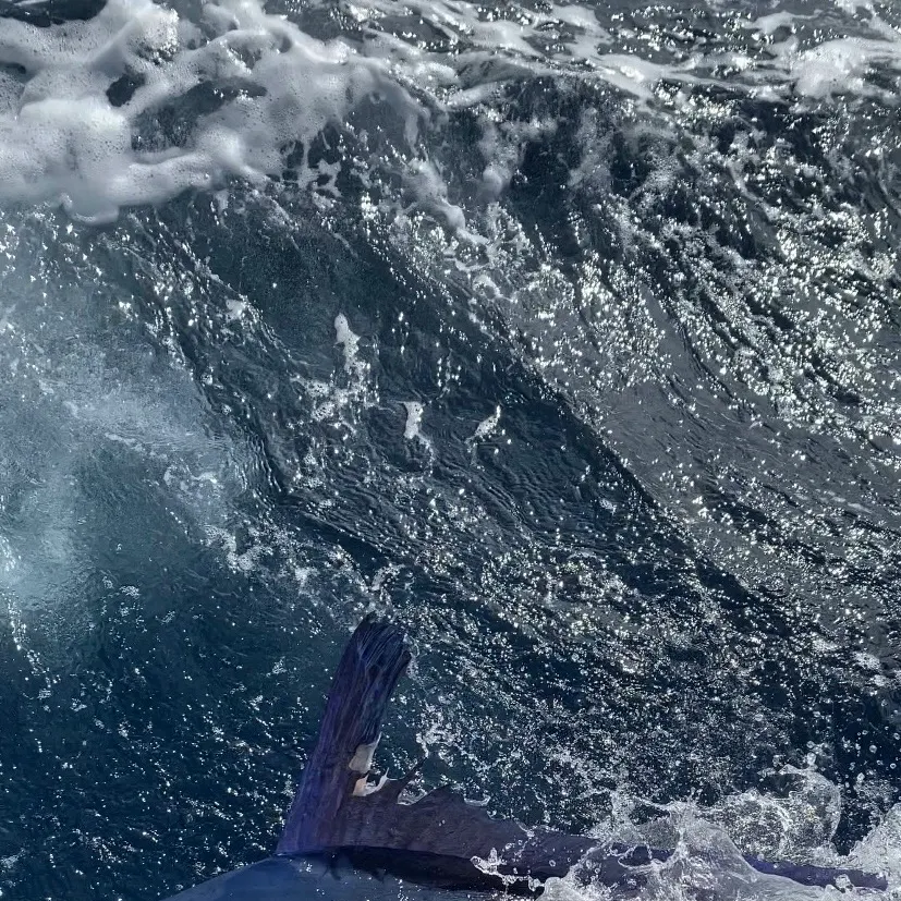 The most recent Atlantic blue marlin catches on Fishbrain