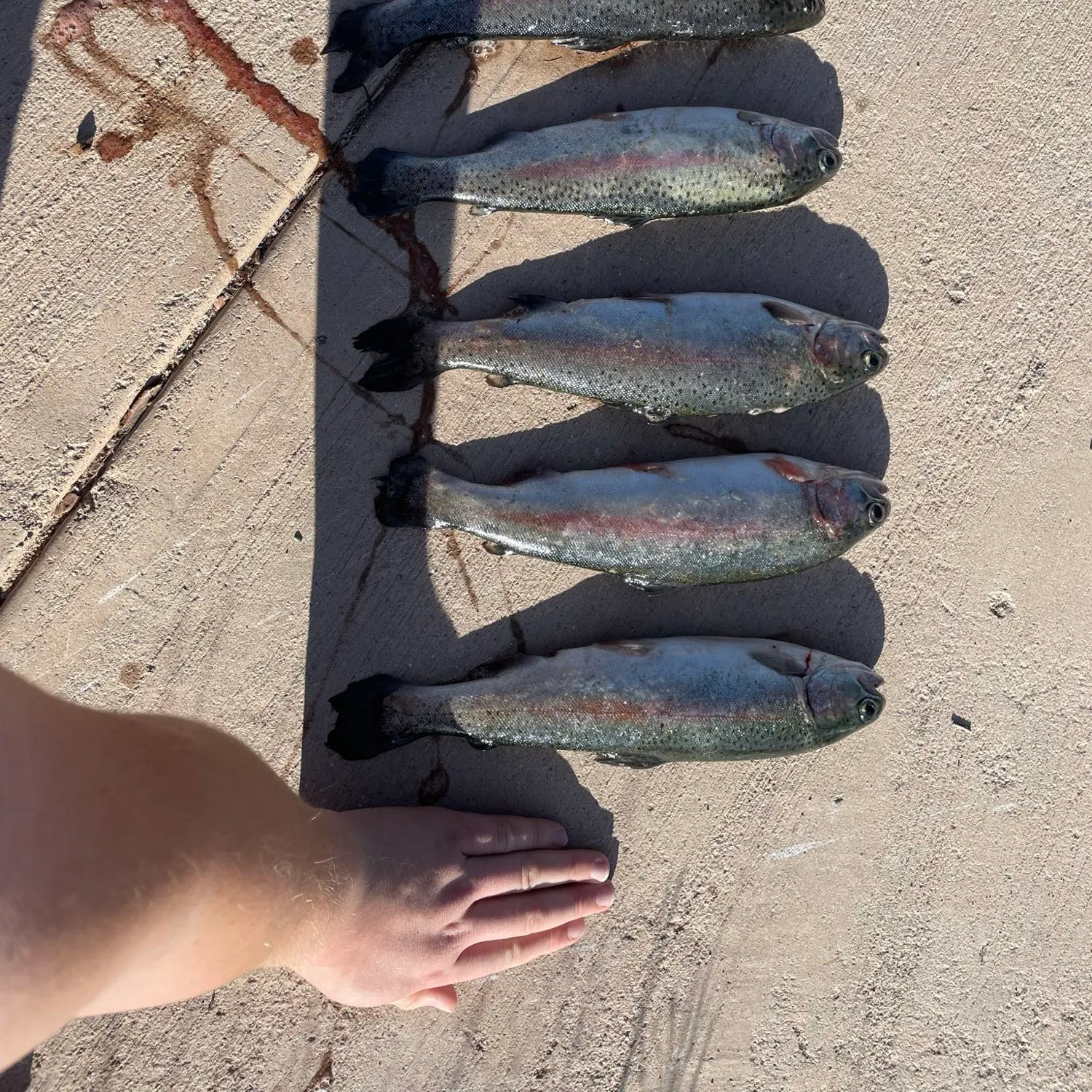 recently logged catches