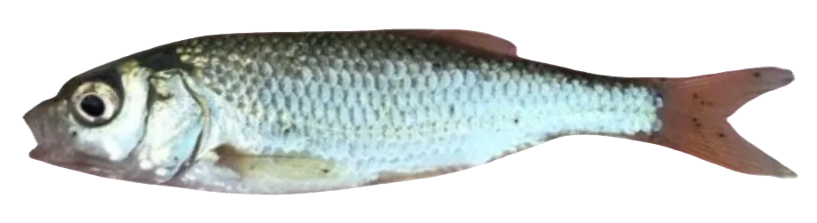 Ohrid minnow