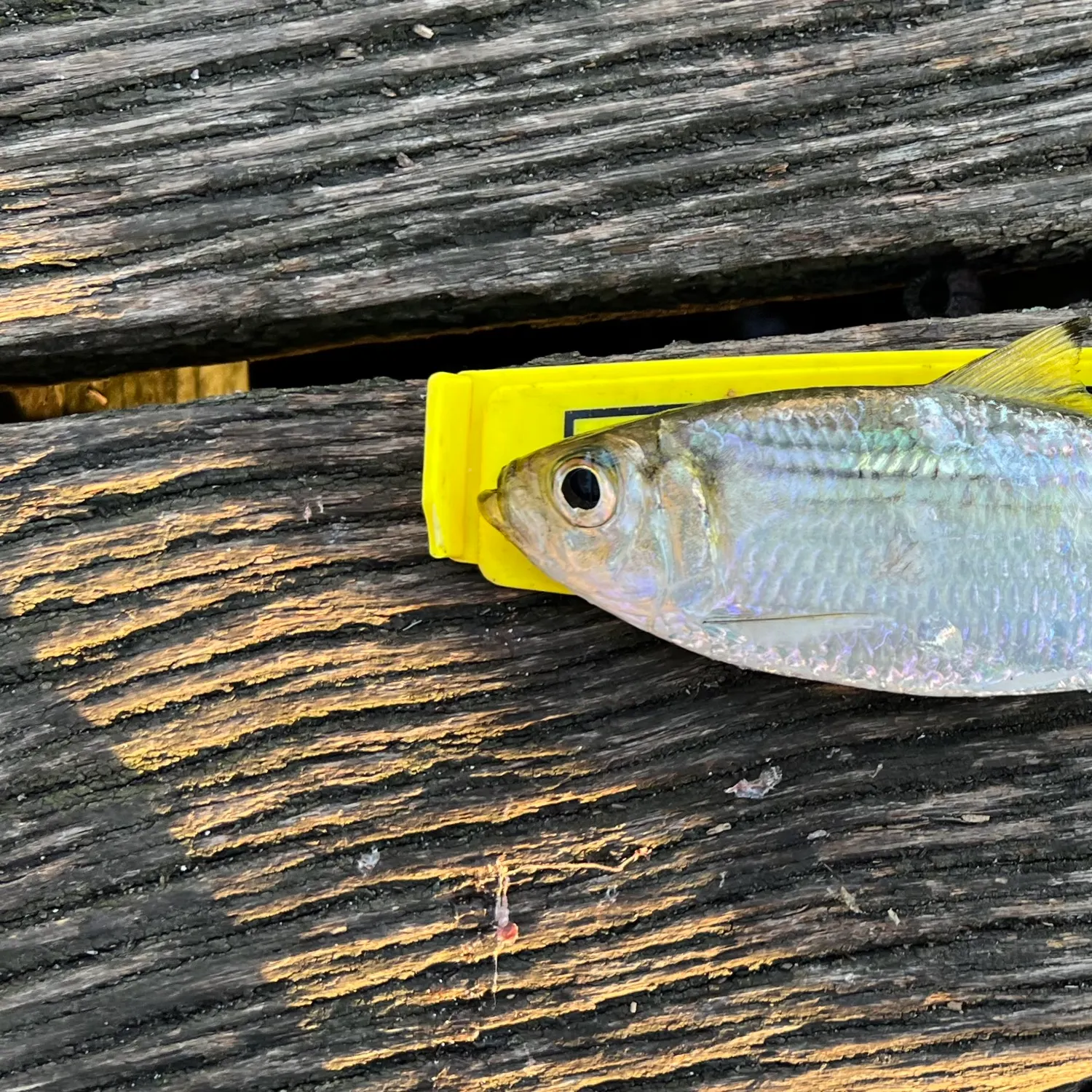 The most recent Castelnau's herring catches on Fishbrain