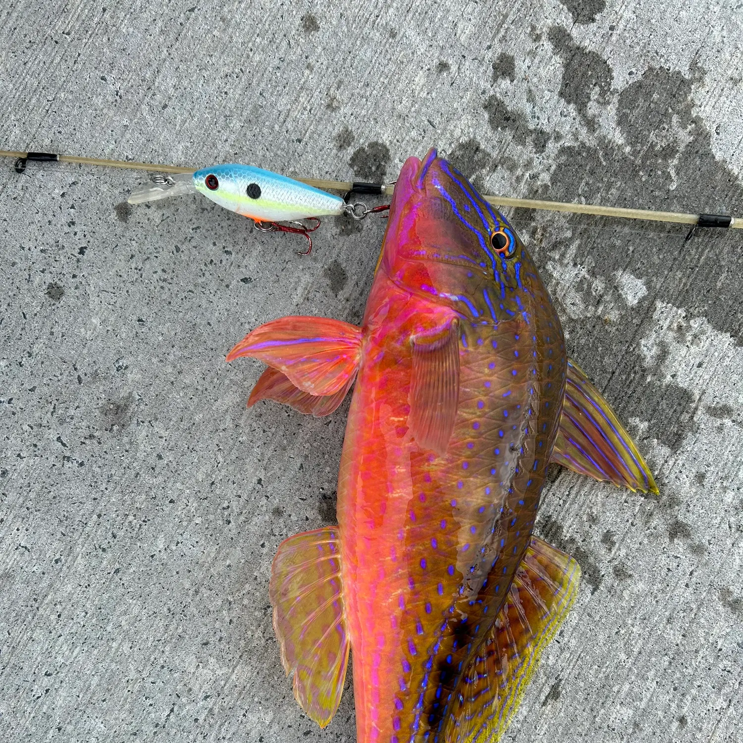 The most recent Red mullet catches on Fishbrain