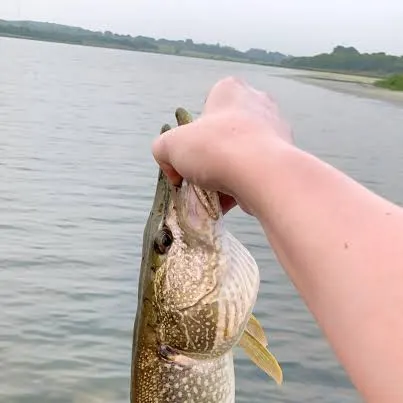 Northern pike caught on Fishbrain
