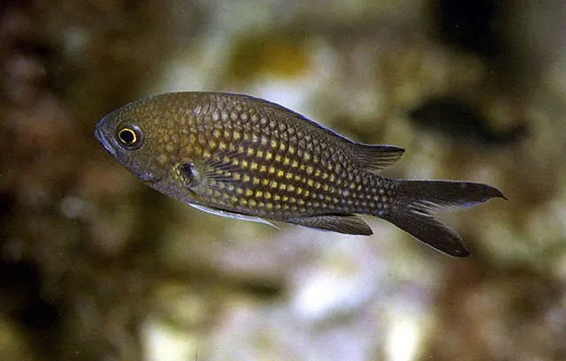 Mediterranean chromis