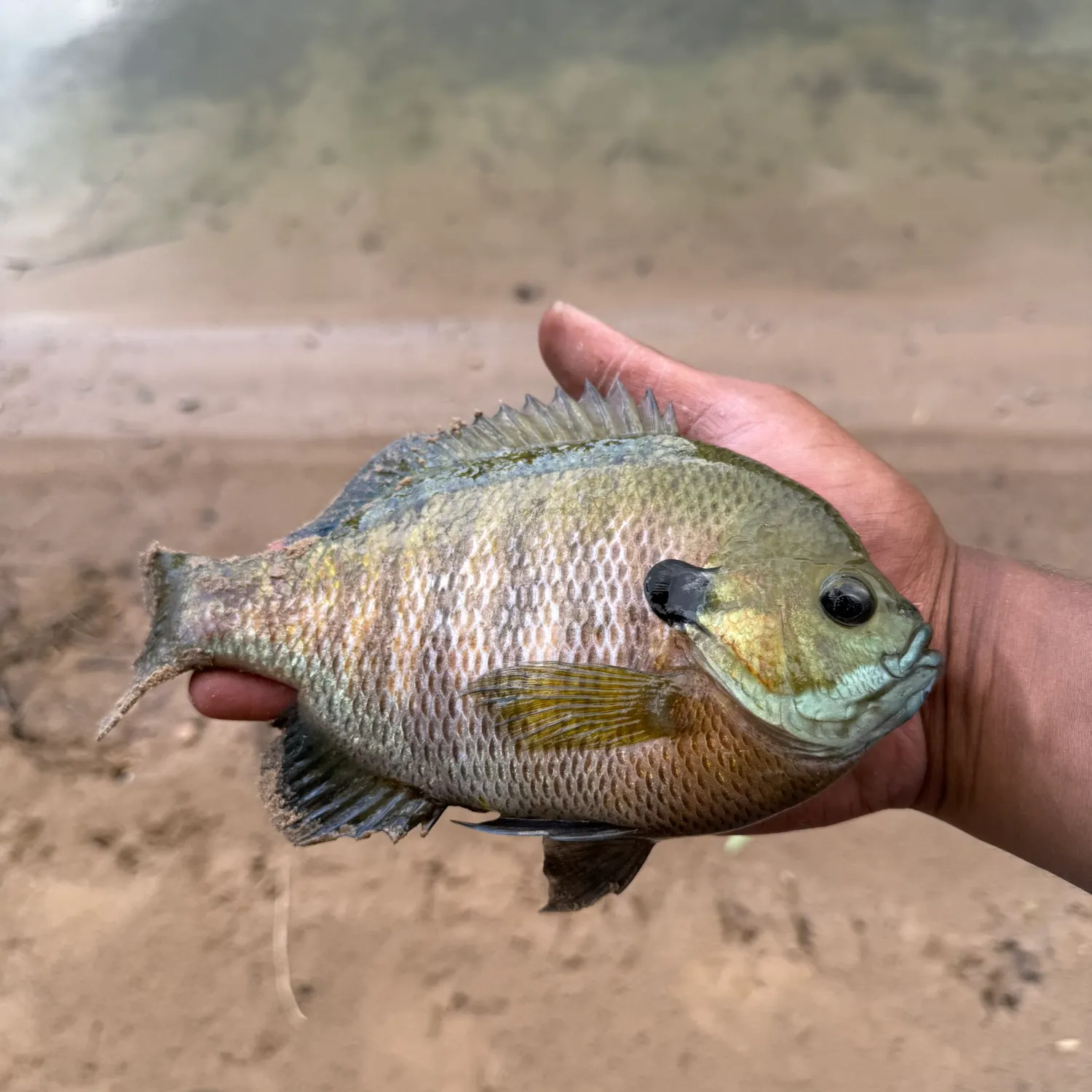 Bluegill caught on Fishbrain