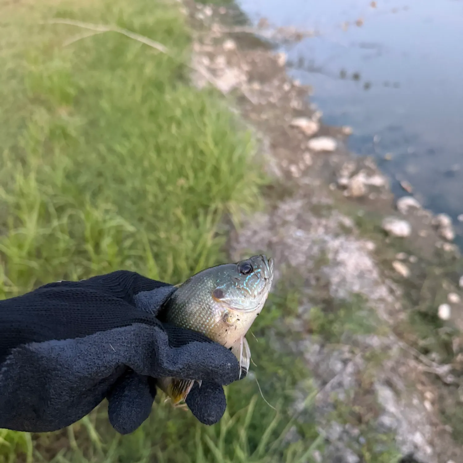 Green sunfish caught on Fishbrain