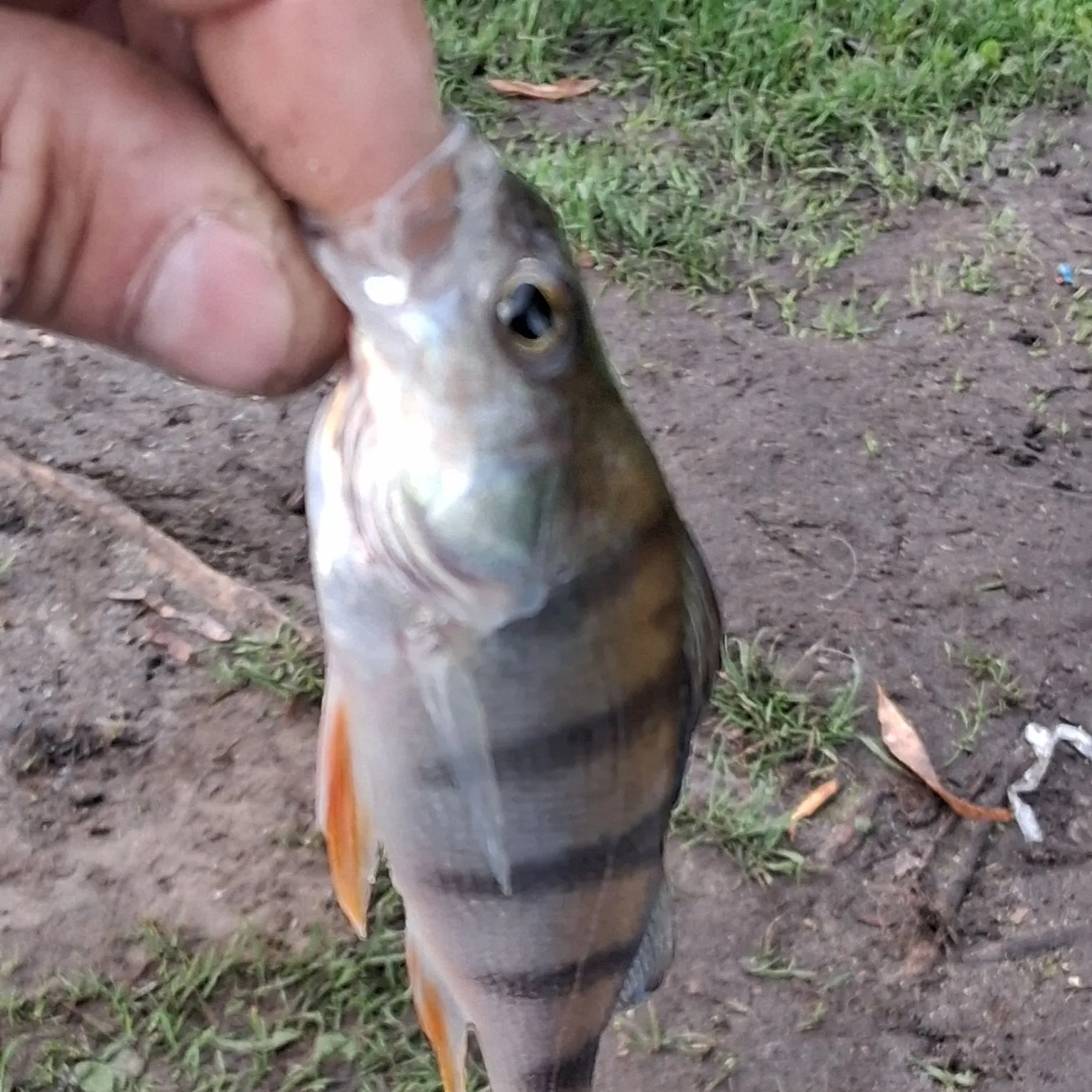 European perch caught on Fishbrain