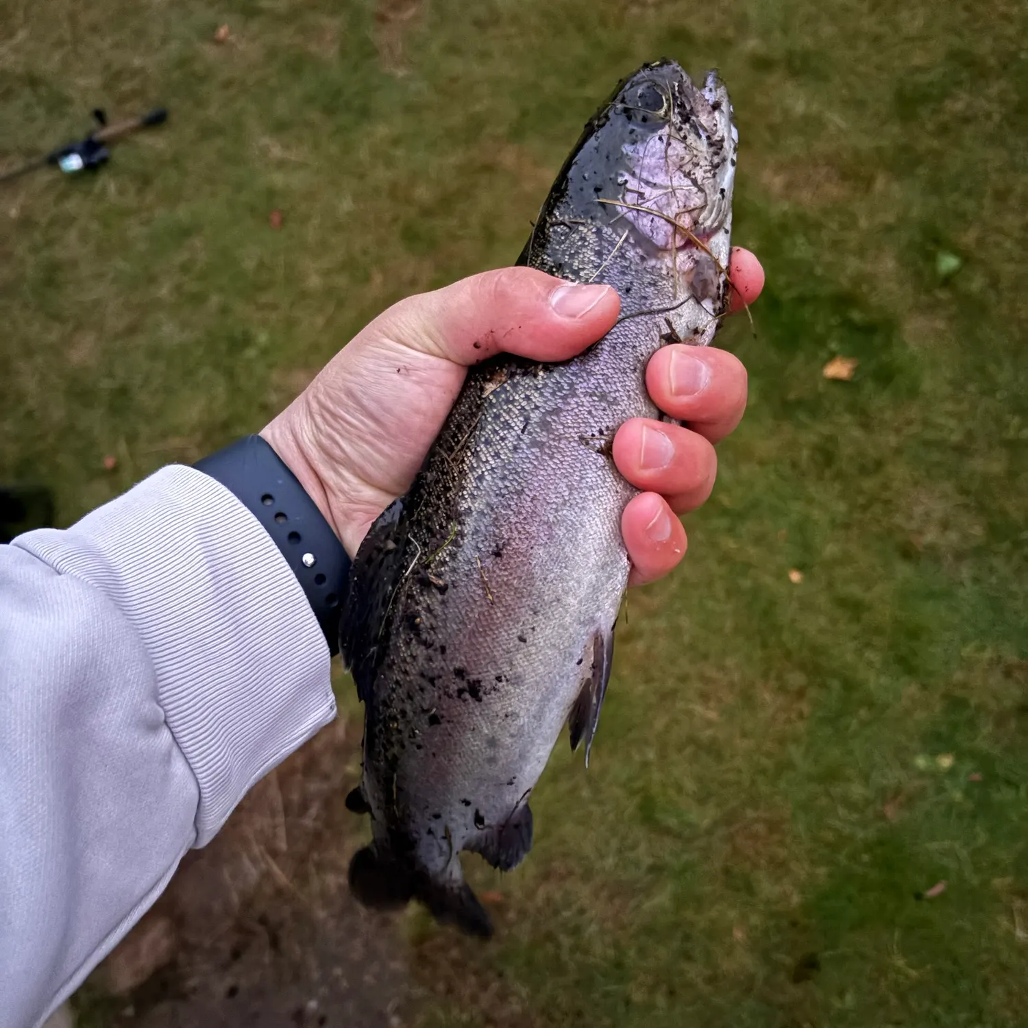 Rainbow trout caught on Fishbrain