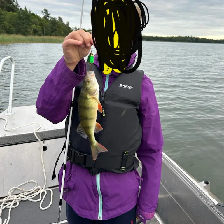 European perch caught on Fishbrain