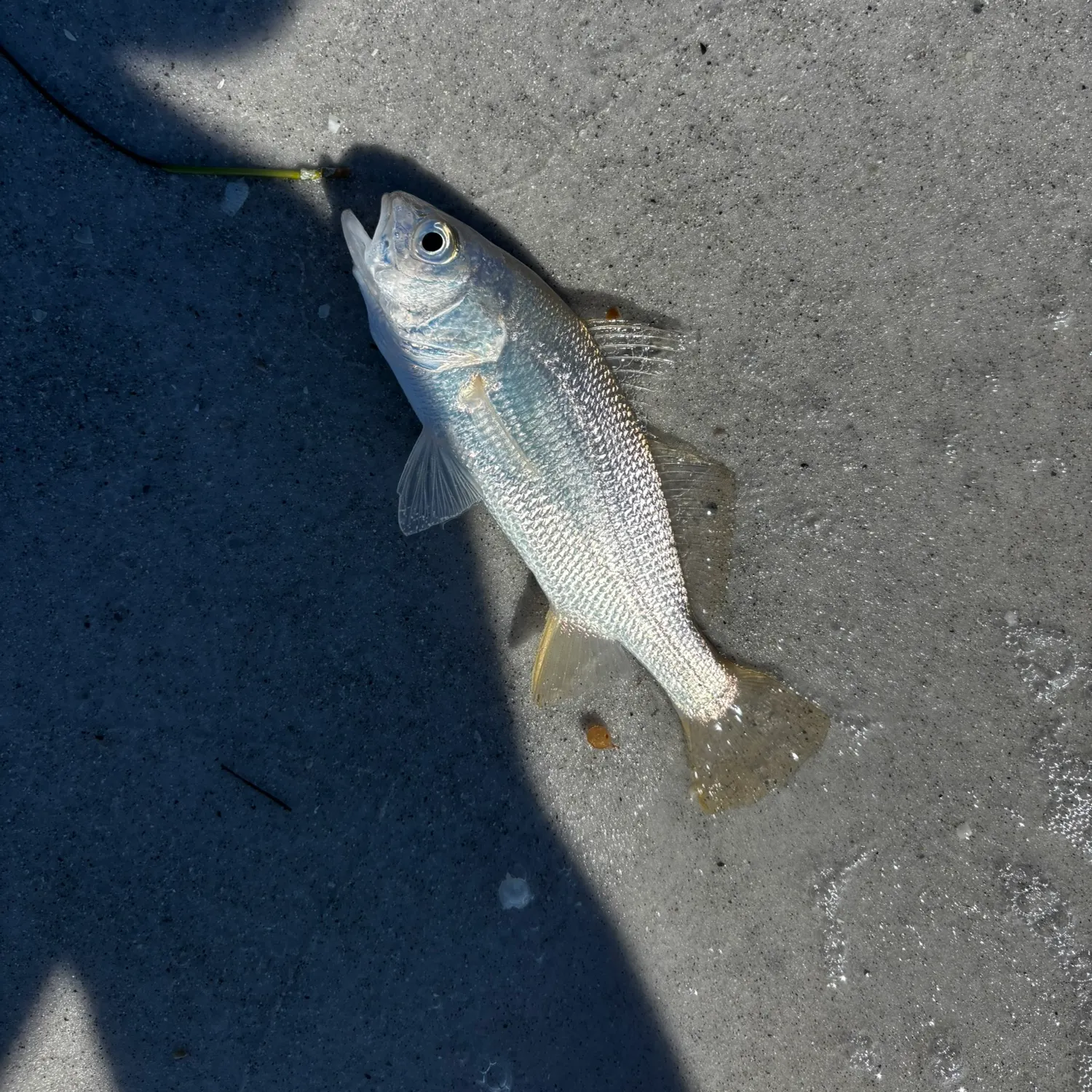 The most recent Silver perch catches on Fishbrain