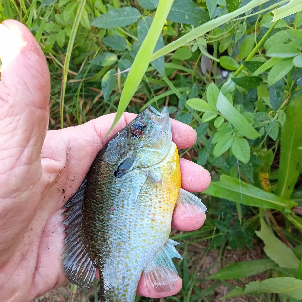 Redbreast sunfish caught on Fishbrain