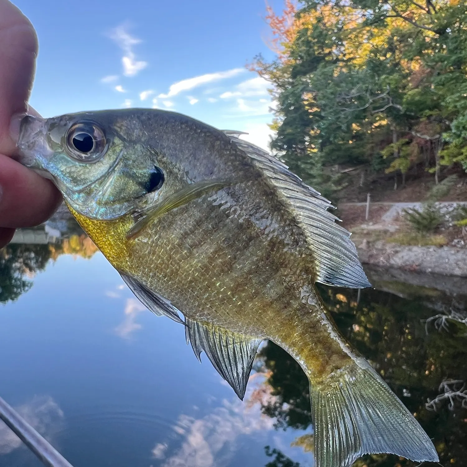 Bluegill caught on Fishbrain