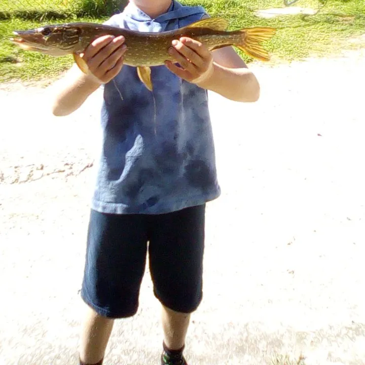 Northern pike caught on Fishbrain
