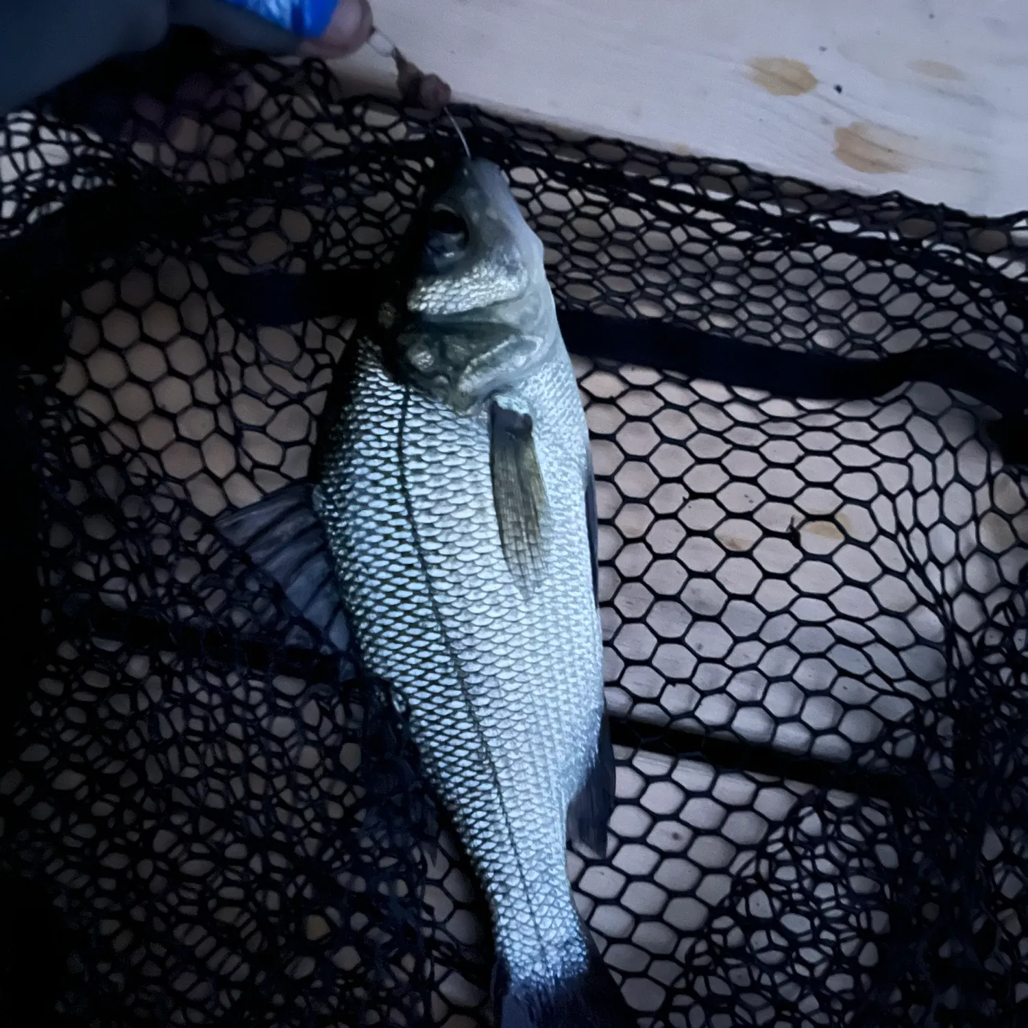 White perch caught on Fishbrain