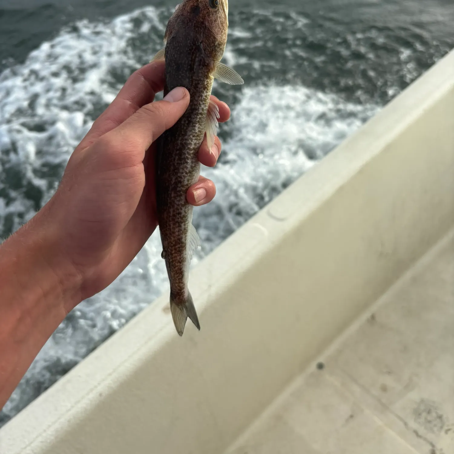Inshore lizardfish caught on Fishbrain