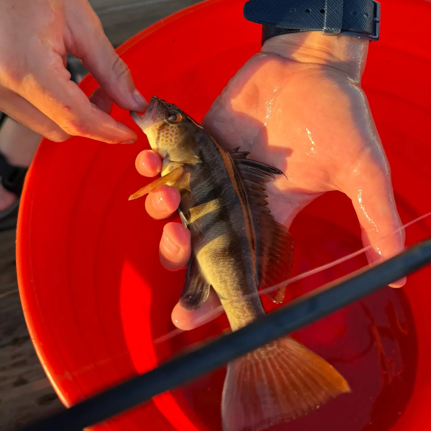 catch