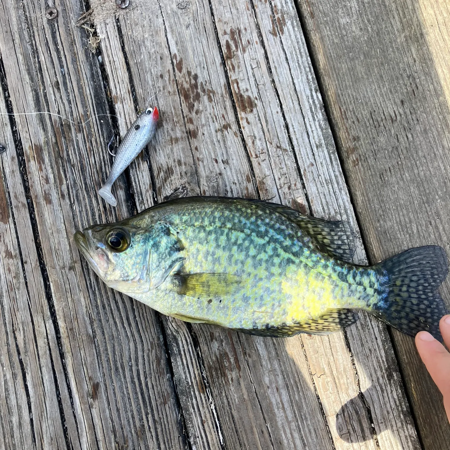 Black crappie caught on Fishbrain