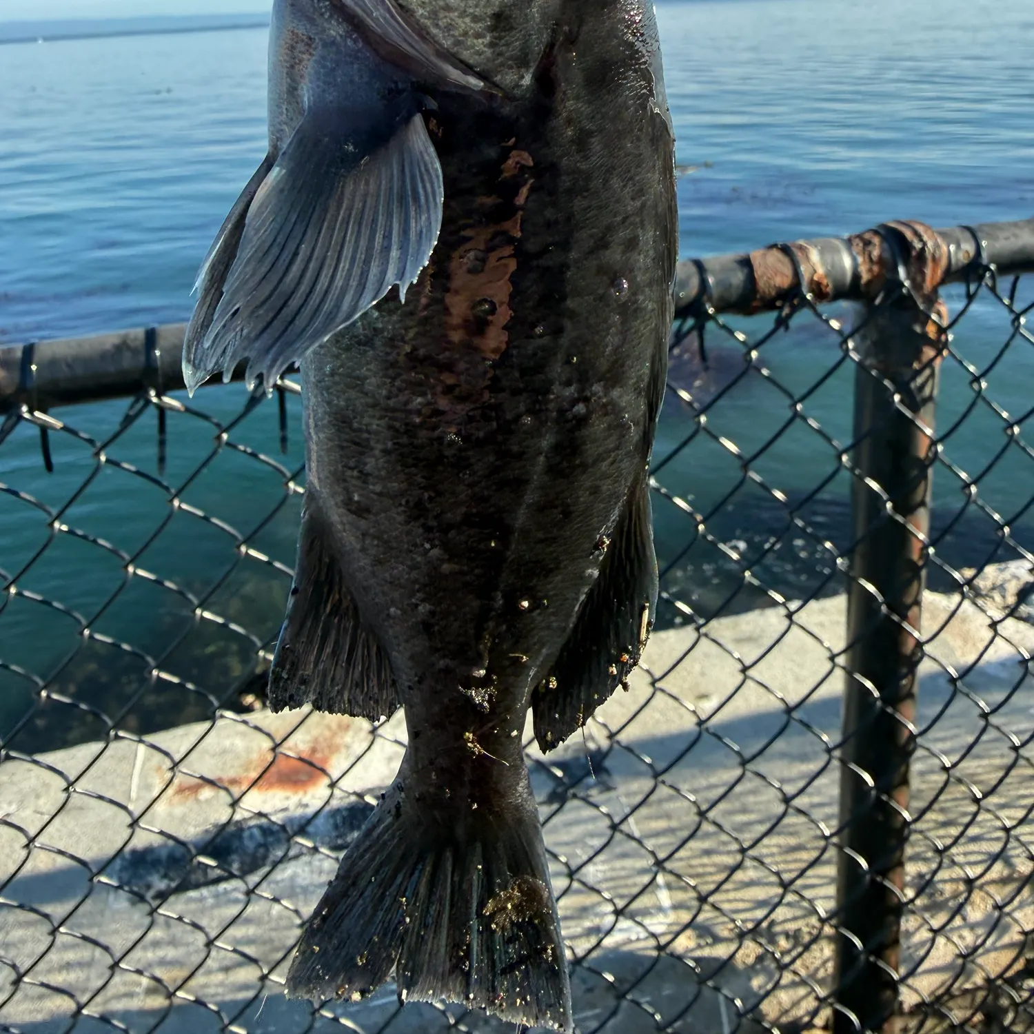 The most recent Blue rockfish catches on Fishbrain