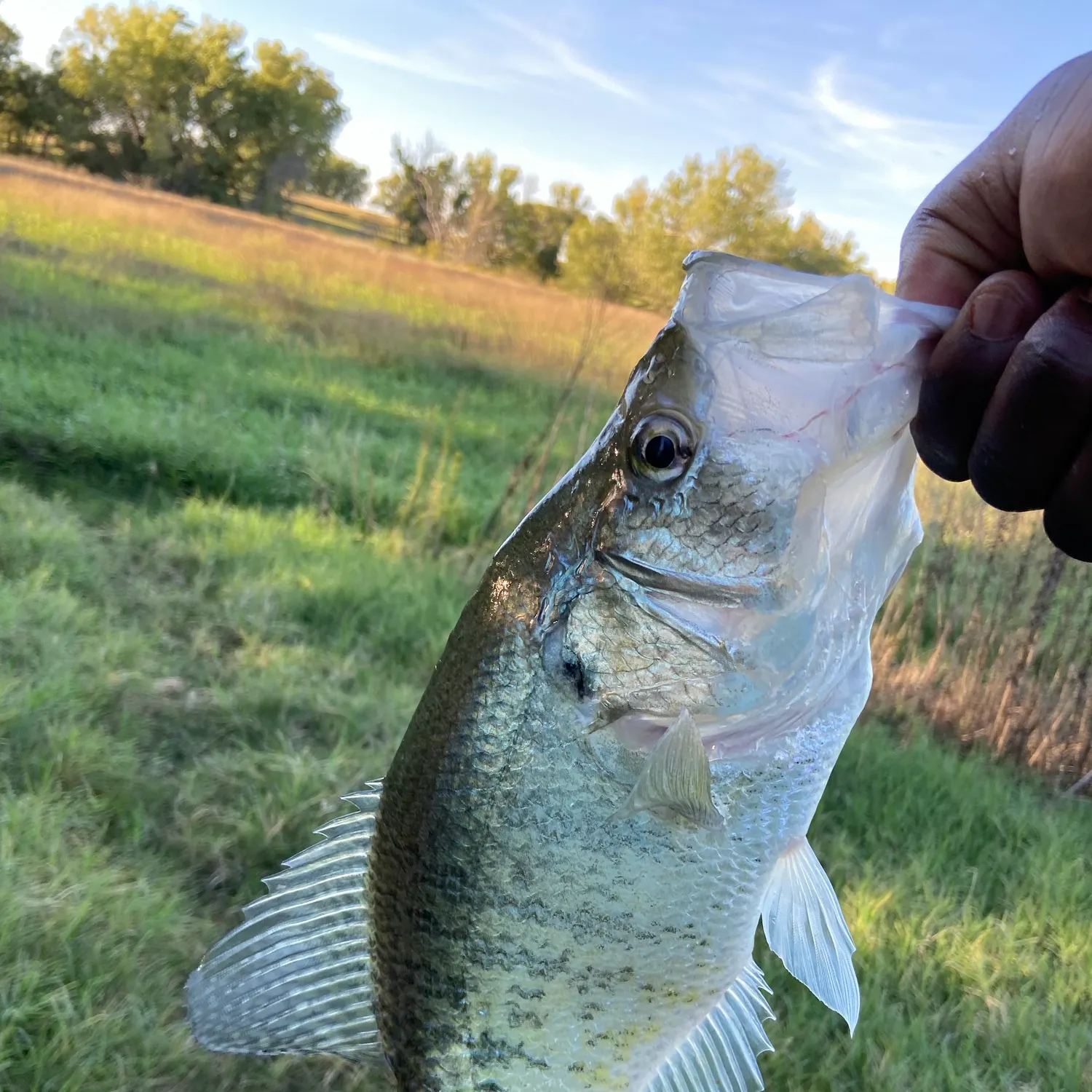 White crappie caught on Fishbrain
