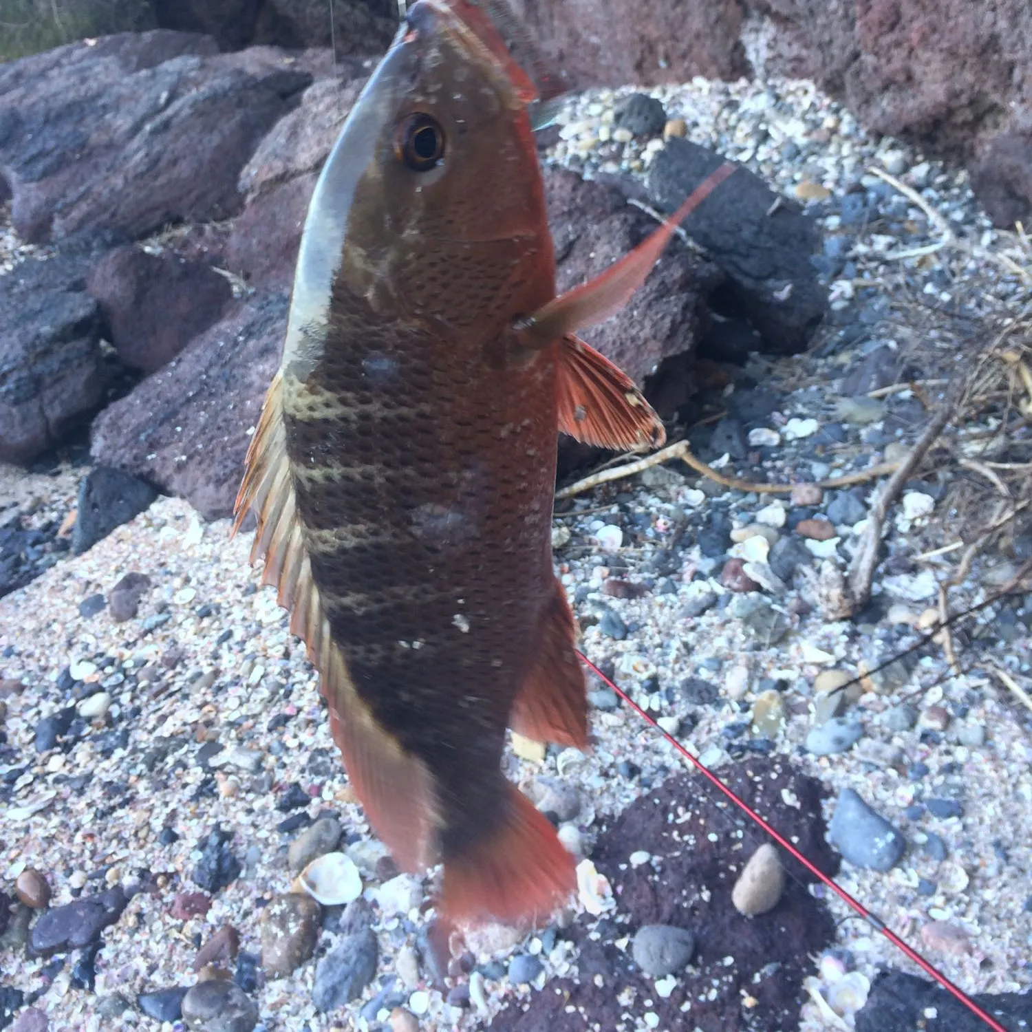 recently logged catches