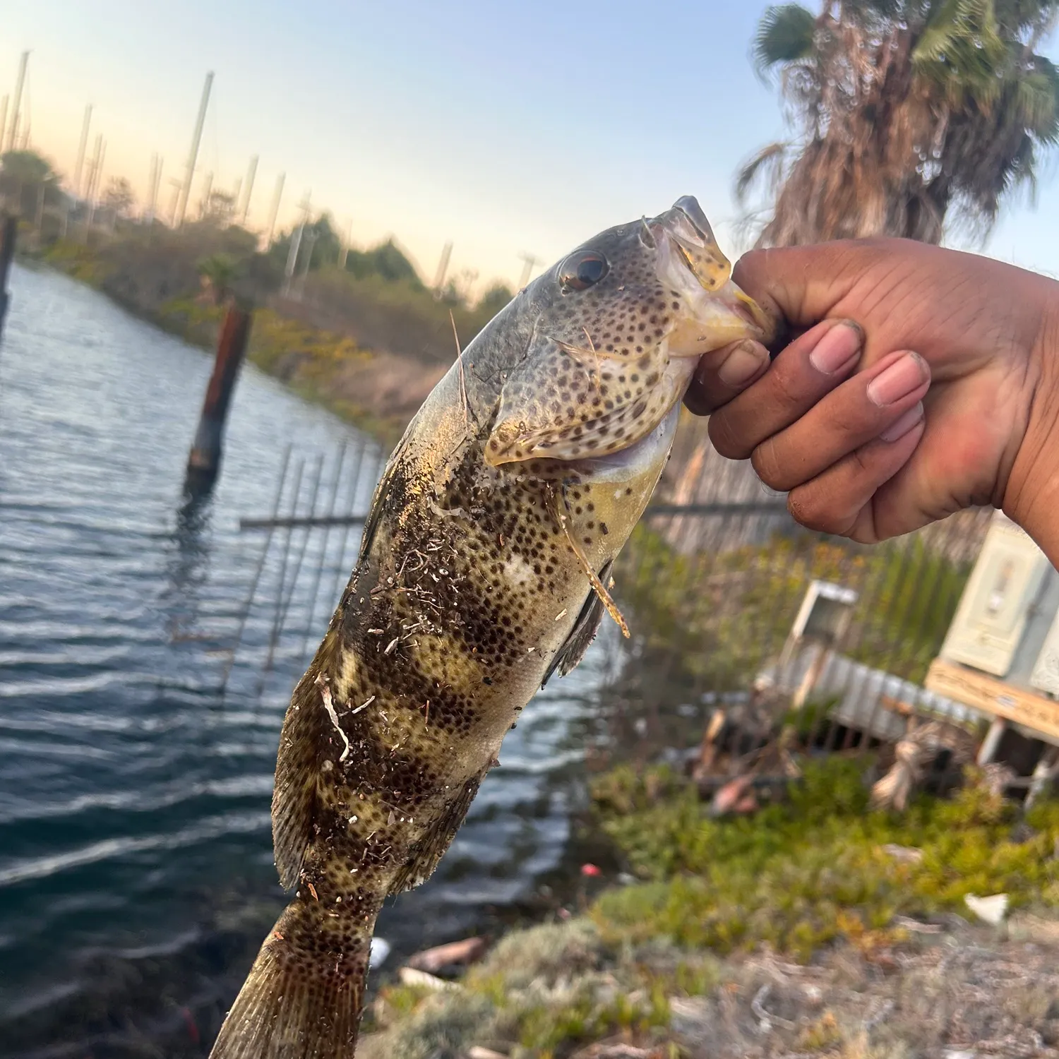 Spotted sand bass caught on Fishbrain