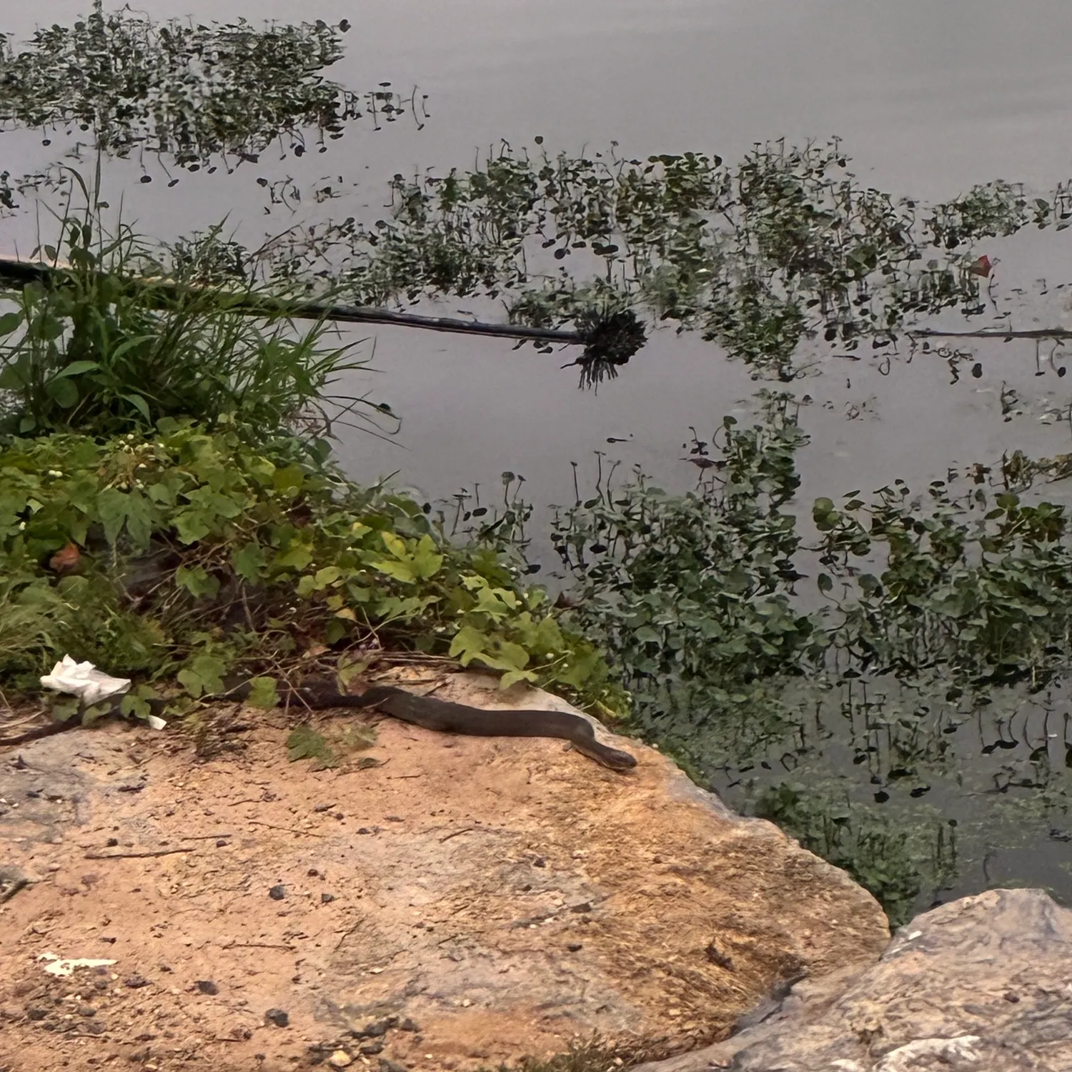 The most recent Harlequin snake eel catches on Fishbrain