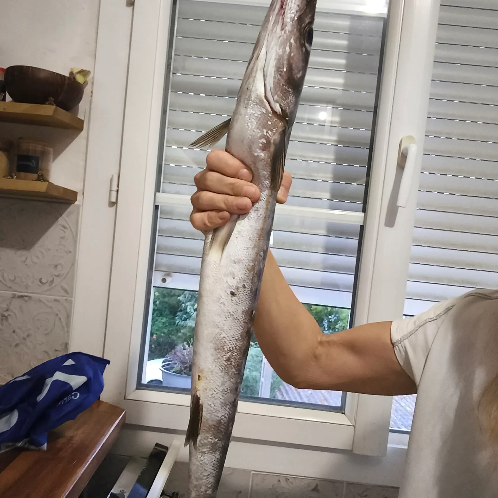 The most recent Pickhandle barracuda catches on Fishbrain