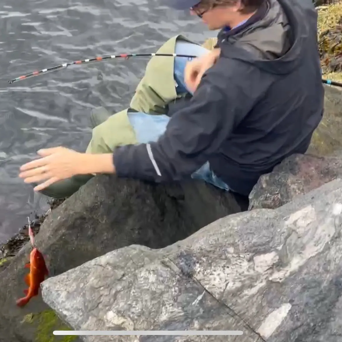 The most recent Atlantic ocean perch catches on Fishbrain