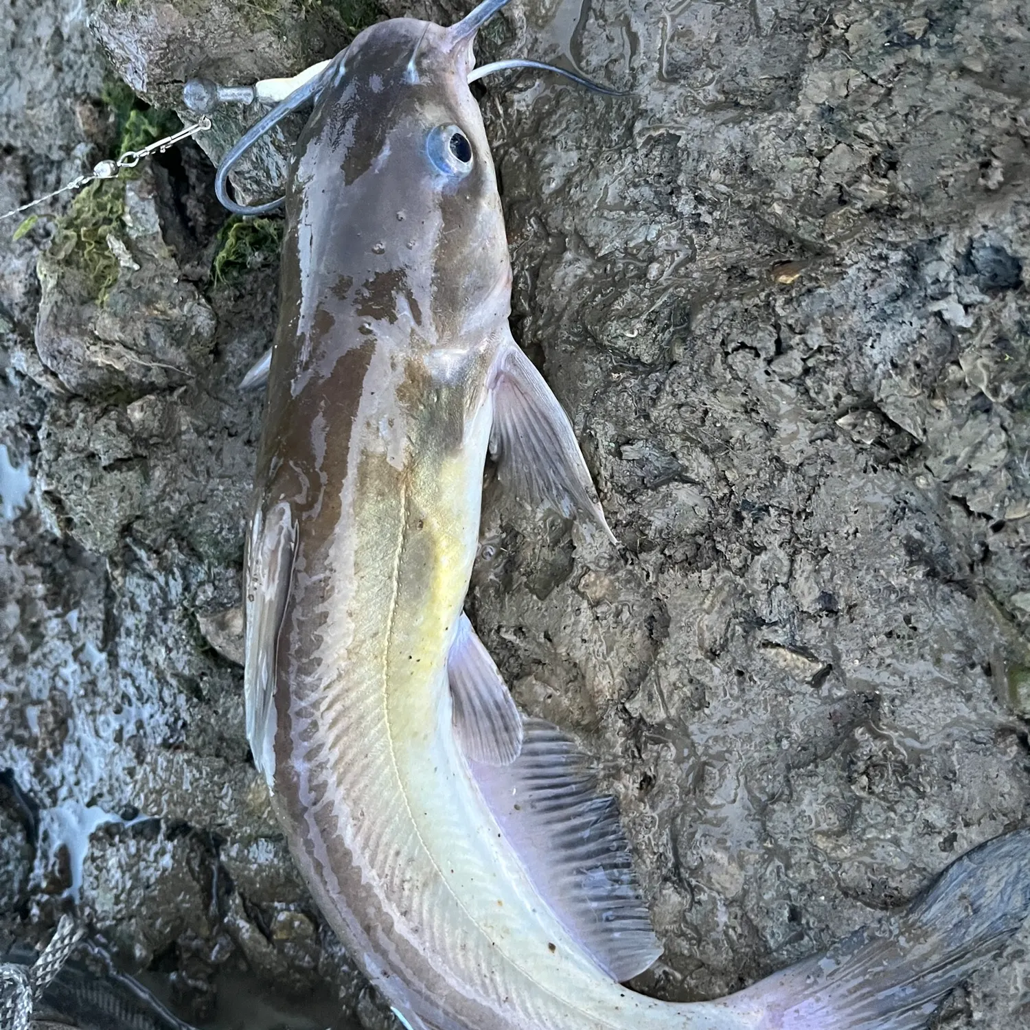 Channel catfish caught on Fishbrain