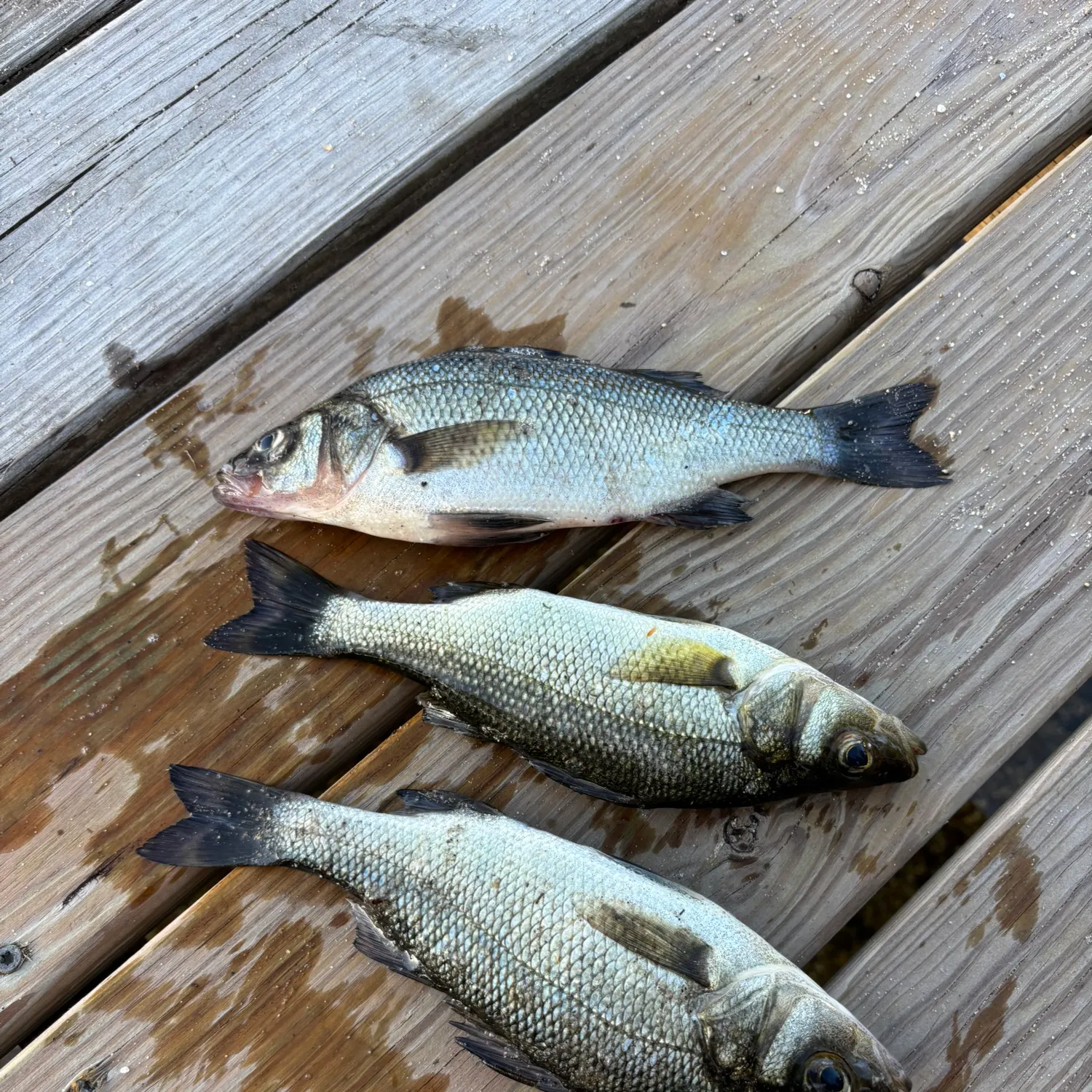 recently logged catches
