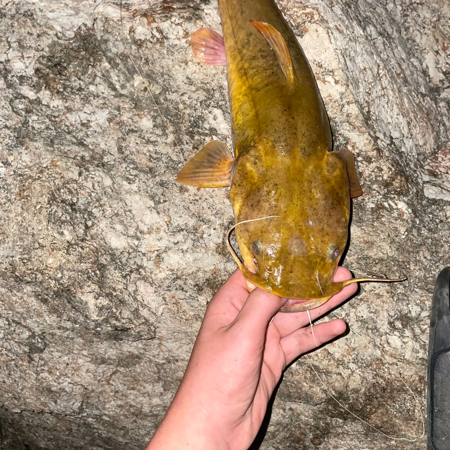 Flathead catfish caught on Fishbrain