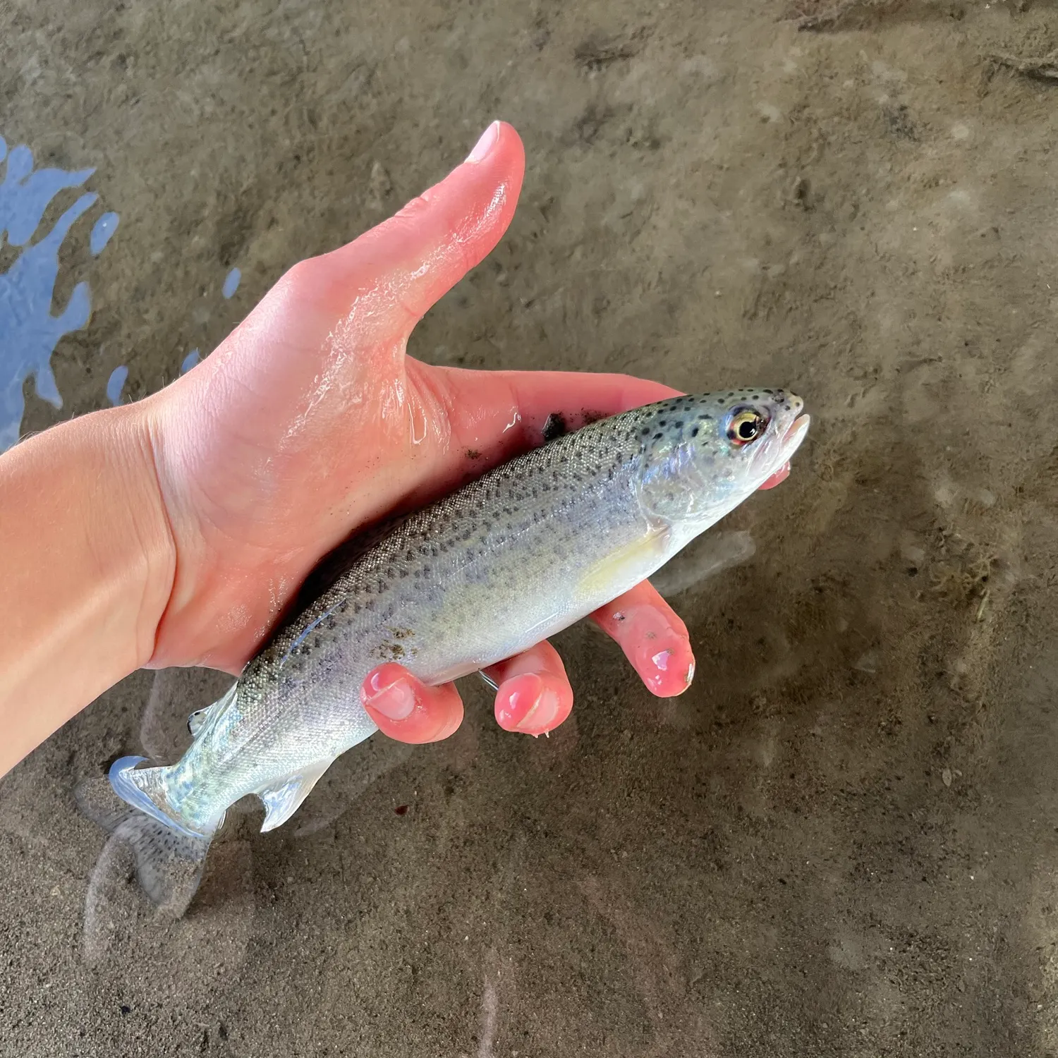 Rainbow trout caught on Fishbrain