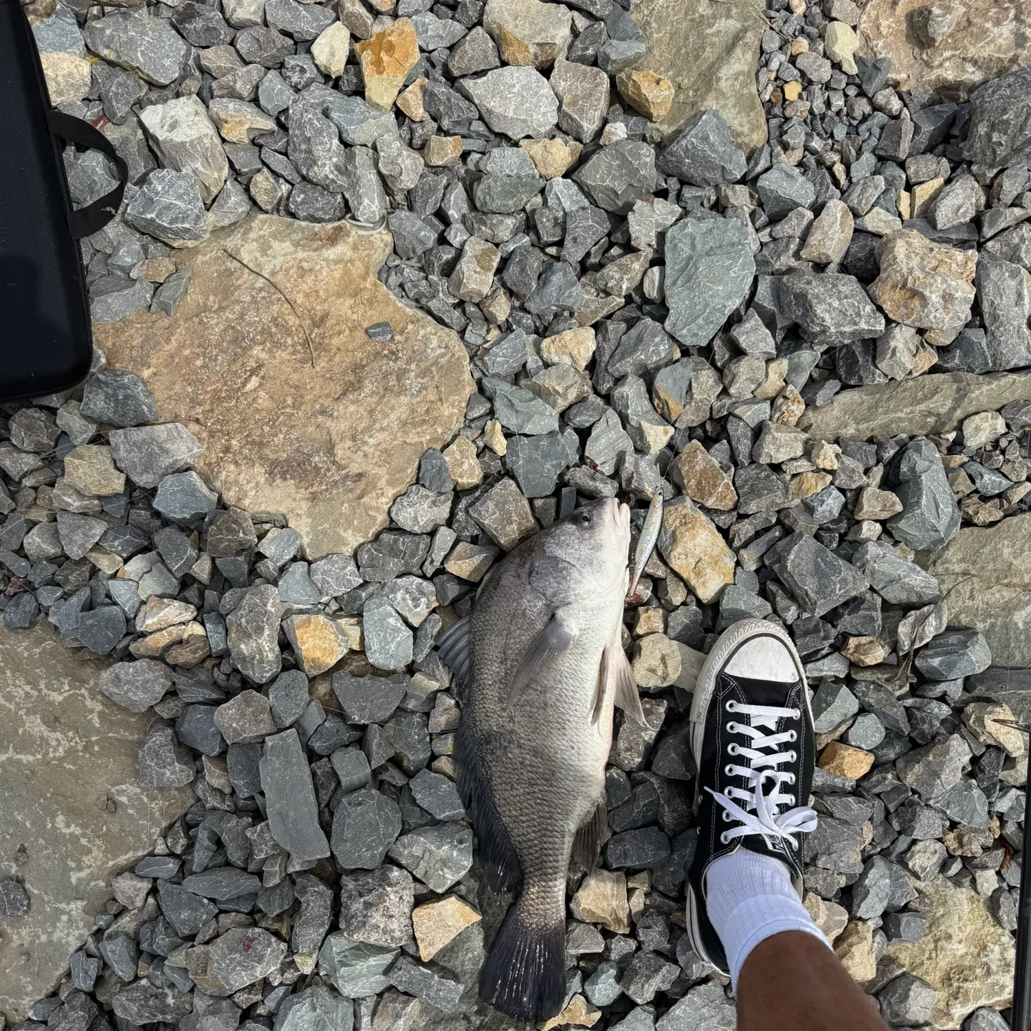 The most recent Freshwater drum catches on Fishbrain