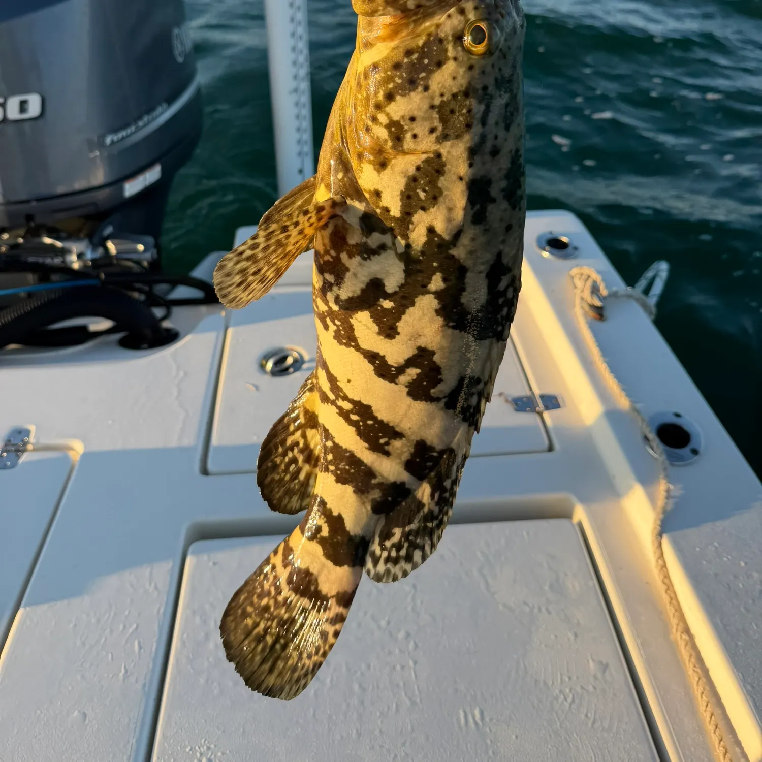 The most recent Atlantic goliath grouper catches on Fishbrain