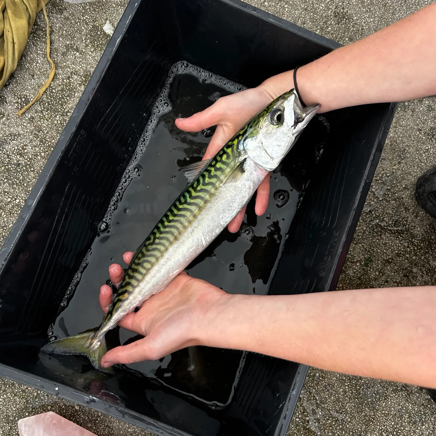 Atlantic mackerel caught on Fishbrain