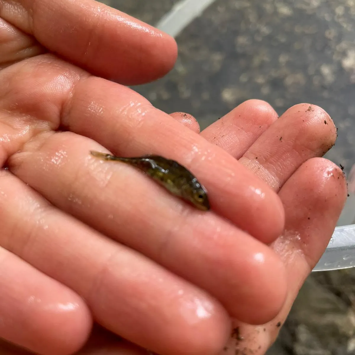 The most recent Ninespine stickleback catches on Fishbrain
