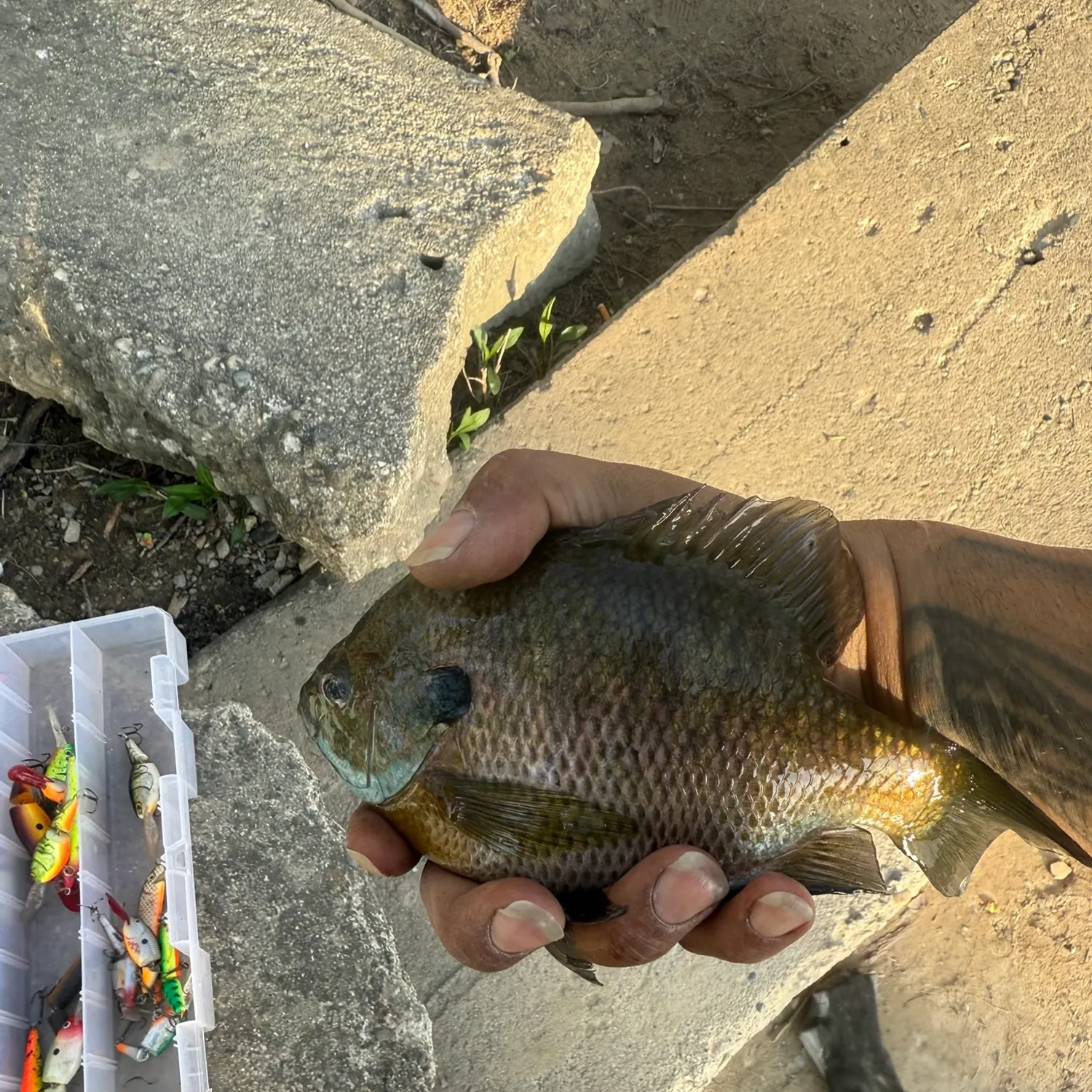 catch